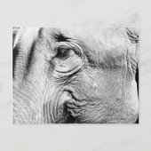 Elefanten Eye, 2017 Postkarte (Vorderseite)