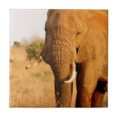 Elefanten Fliese (Vorderseite)