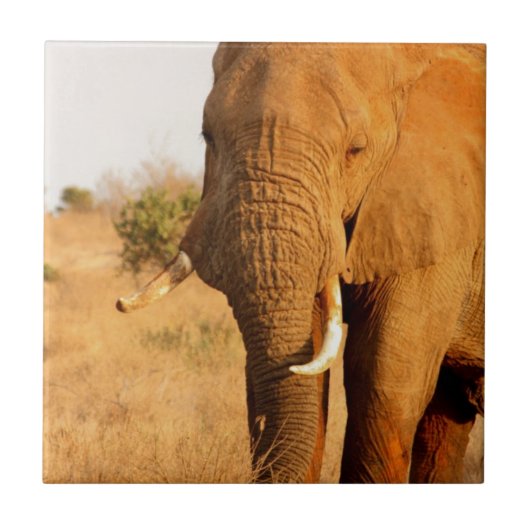 Elefanten Fliese (Vorderseite)