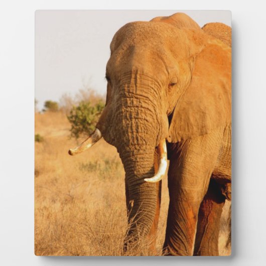 Elefanten Fotoplatte (Vorderseite)