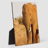 Elefanten Fotoplatte (Seite)