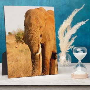 Elefanten Fotoplatte