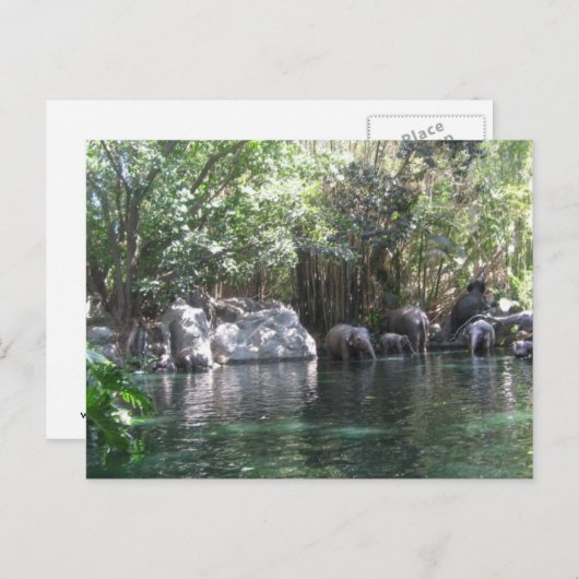 Elefanten im Spiel Postkarte (Vorne/Hinten)