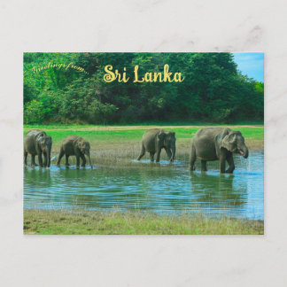Elefanten im Udawalawa-Nationalpark Sri Lanka Postkarte
