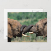 Elefanten in der Liebe Postkarte (Vorne/Hinten)