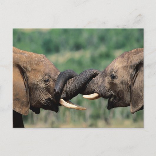 Elefanten in der Liebe Postkarte (Vorderseite)