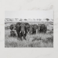 Elefanten in der Masai Mara Postkarte