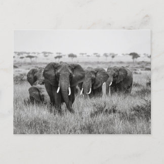 Elefanten in der Masai Mara Postkarte