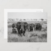 Elefanten in der Masai Mara Postkarte (Vorne/Hinten)
