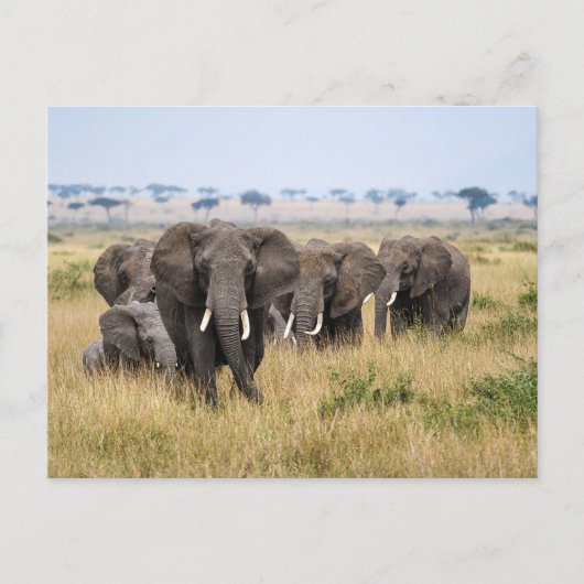 Elefanten in der Masai Mara Postkarte (Vorderseite)