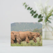 Elefanten in der Savanne, Samburu, Kenia, Afrika Postkarte (Stehend Vorderseite)