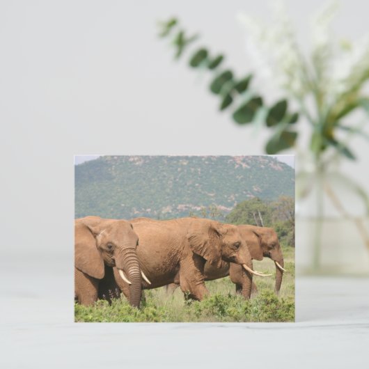 Elefanten in der Savanne, Samburu, Kenia, Afrika Postkarte (Stehend Vorderseite)
