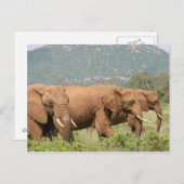 Elefanten in der Savanne, Samburu, Kenia, Afrika Postkarte (Vorne/Hinten)