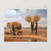 Elefanten in der Wüste Postkarte (Vorderseite)