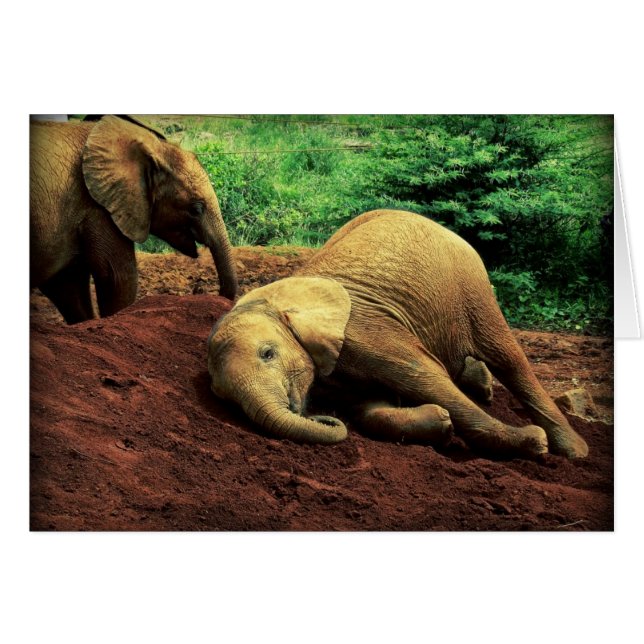 Elefanten in Kenia (Vorderseite (Horizontal))