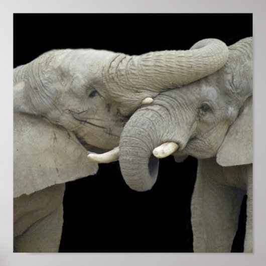 Elefanten in Liebe schwarz Poster (Vorne)