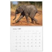 Elefanten Kalender (Jan 2027)