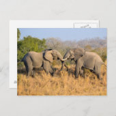 Elefanten kämpfen postkarte (Vorne/Hinten)