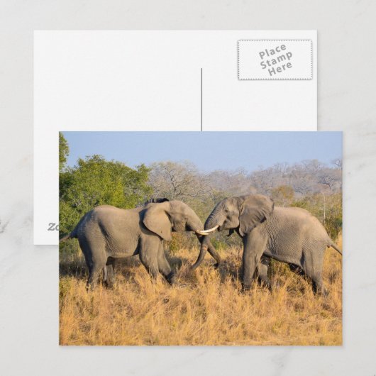 Elefanten kämpfen postkarte (Vorne/Hinten)