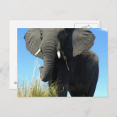 Elefanten Postkarte (Vorne/Hinten)