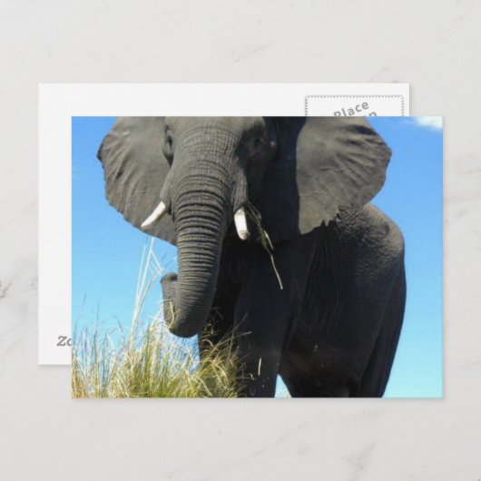 Elefanten Postkarte (Vorne/Hinten)