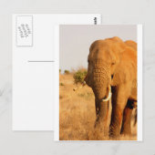 Elefanten Postkarte (Vorne/Hinten)