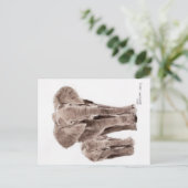 Elefanten Postkarte (Stehend Vorderseite)