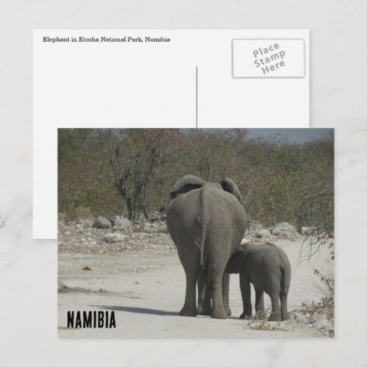 Elefanten Postkarte (Vorne/Hinten)