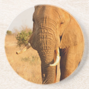Elefanten Sandstein Untersetzer