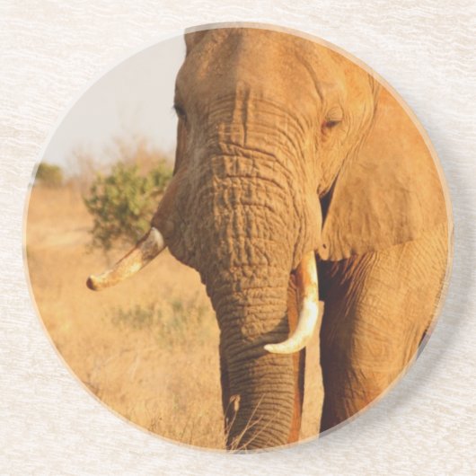 Elefanten Sandstein Untersetzer (Vorne)