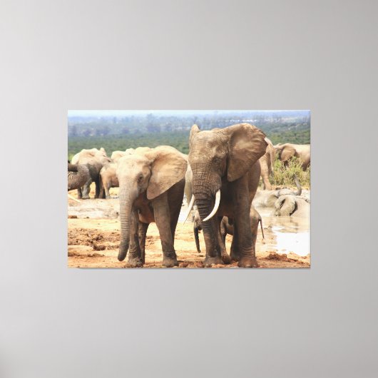 Elefanten Seite an Seite Leinwand Gerahmt (Vorderseite)