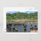 Elefanten Sri Lanka Postkarte (Vorne/Hinten)