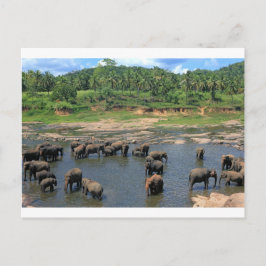Elefanten Sri Lanka Postkarte