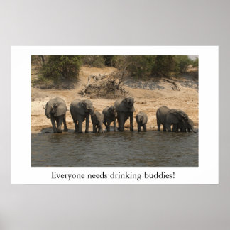 Elefanten trinken vom Chobe River Poster