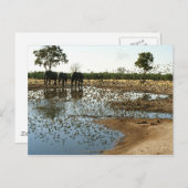 Elefanten und Vögel 2 Postkarte (Vorne/Hinten)