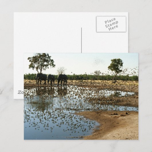 Elefanten und Vögel 2 Postkarte (Vorne/Hinten)