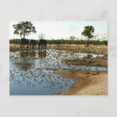 Elefanten und Vögel 2 Postkarte (Vorderseite)