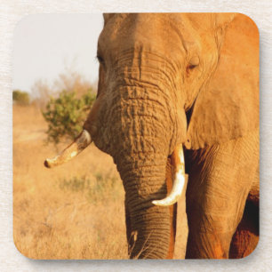 Elefanten Untersetzer
