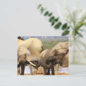 Elefanten vor der Postkarte (Stehend Vorderseite)