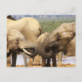 Elefanten vor der Postkarte (Vorderseite)