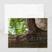 Elefantenbaum Postkarte (Vorne/Hinten)