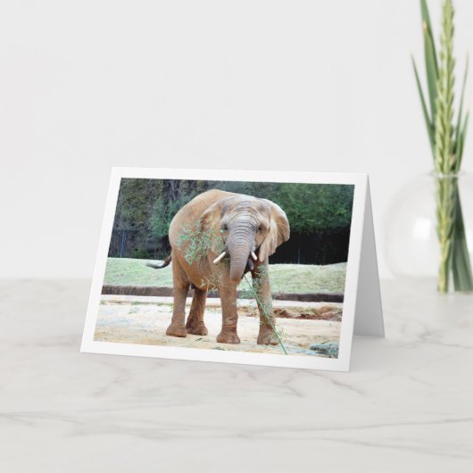 Elefantenessen Karte (Vorderseite)