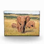 Elefantenfamilie im Gebüsch Fotoblock (Vorderseite)