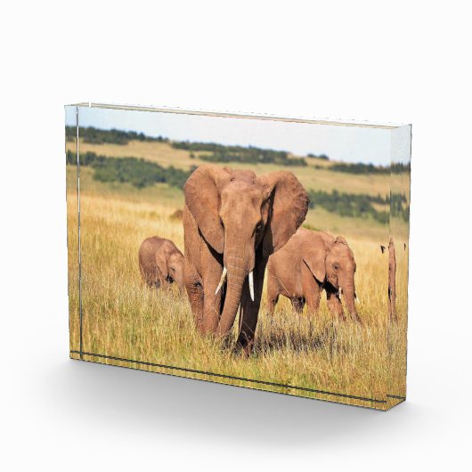 Elefantenfamilie im Gebüsch Fotoblock (Rechts)