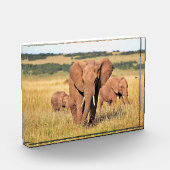 Elefantenfamilie im Gebüsch Fotoblock (Links)