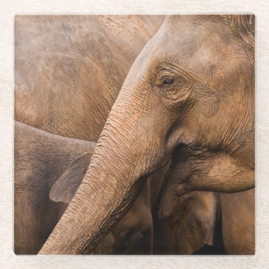 Elefantenfamilie: Majestic Wildlife Glasuntersetzer (Vorderseite)
