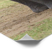 Elefantenfamilie Poster (Ecke)