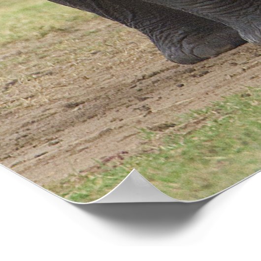 Elefantenfamilie Poster (Ecke)