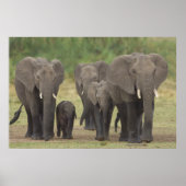 Elefantenfamilie Poster (Vorne)