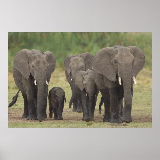 Elefantenfamilie Poster (Vorne)